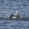 View the image: 57580_polarr_1