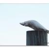 View the image: Corella
Olympus E-30