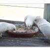 View the image: Corella
Olympus E-30