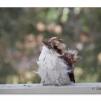 View the image: Olympus E-30