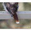 View the image: Olympus E-30