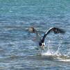 View the image: Pelican