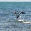 View the image: Pelican