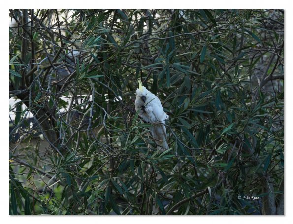 Sulphur Crested cockatoos