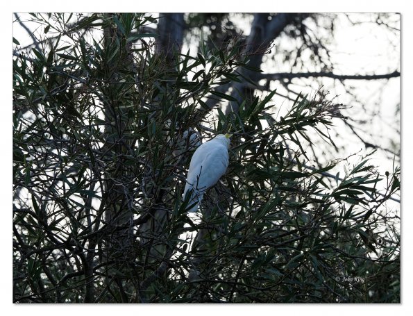 Sulphur Crested cockatoos