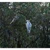 View the image: Sulphur Crested cockatoos