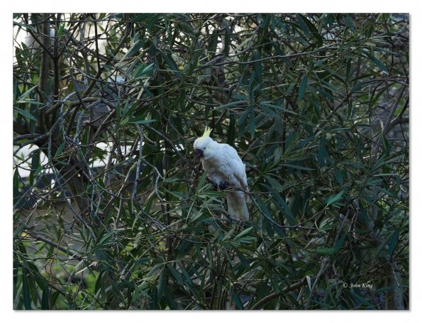 Sulphur Crested cockatoos