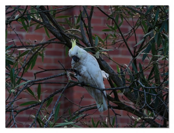 Sulphur Crested cockatoos