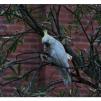 View the image: Sulphur Crested cockatoos