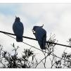 View the image: Sulphur Crested cockatoos
