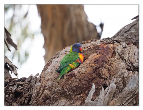 Rainbow Lorikeet