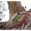 View the image: Rainbow Lorikeet