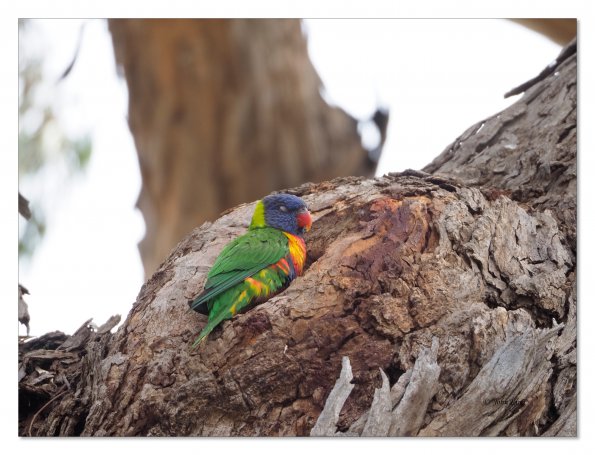 Rainbow Lorikeet