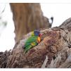 View the image: Rainbow Lorikeet