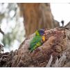 View the image: Rainbow Lorikeet