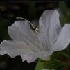 View the image: OLYMPUS DIGITAL CAMERA