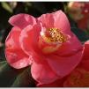 View the image: OLYMPUS E-1