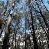 View the image: Bunyip SP 11Jan12_420_Ew