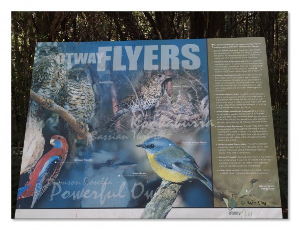 Otway Fly canopy and forest floor walk