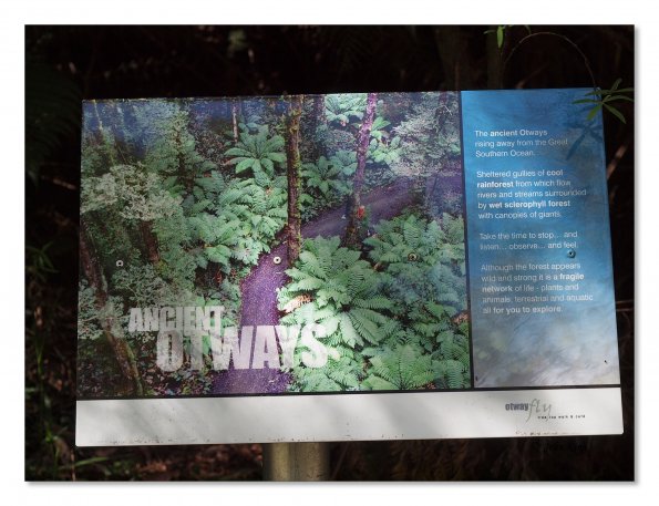 Otway Fly canopy and forest floor walk