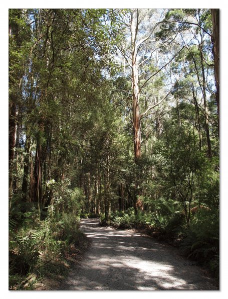 Otway Fly canopy and forest floor walk