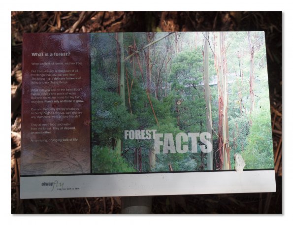 Otway Fly canopy and forest floor walk