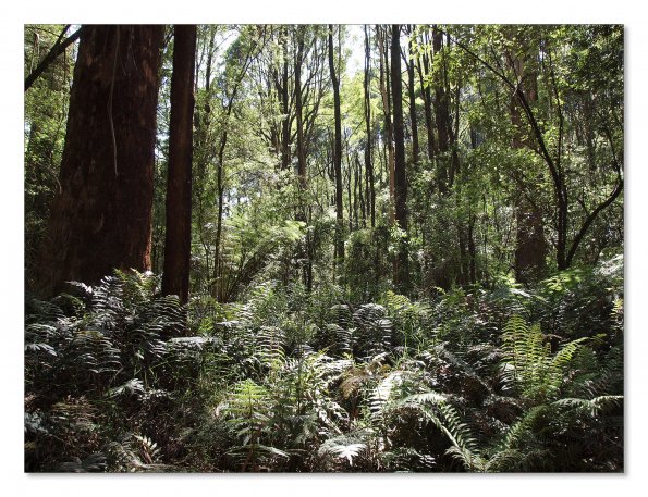 Otway Fly canopy and forest floor walk