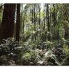 View the image: Otway Fly canopy and forest floor walk