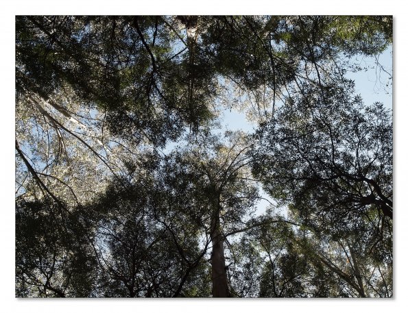 Otway Fly canopy and forest floor walk