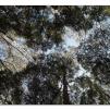 View the image: Otway Fly canopy and forest floor walk