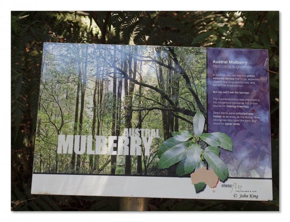 Otway Fly canopy and forest floor walk
