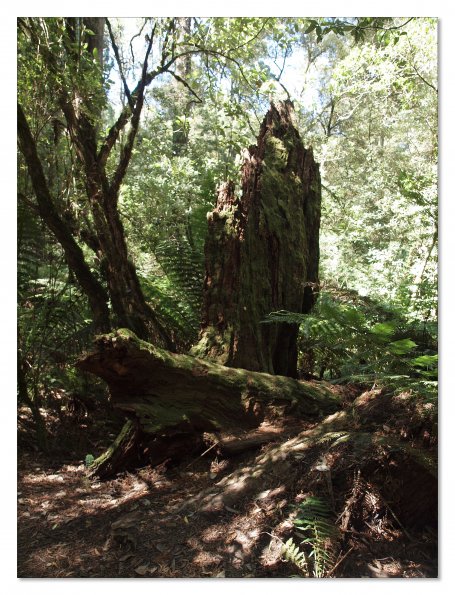 Otway Fly canopy and forest floor walk