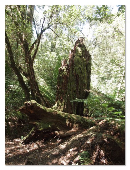 Otway Fly canopy and forest floor walk
