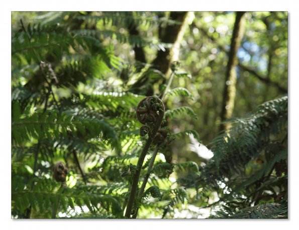 Otway Fly canopy and forest floor walk