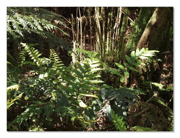 Otway Fly canopy and forest floor walk