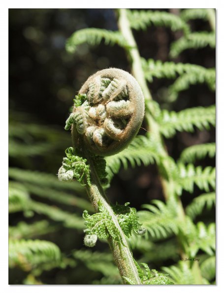 Otway Fly canopy and forest floor walk