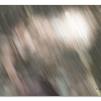 View the image: Otway Fly canopy and forest floor walk
