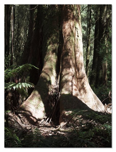 Otway Fly canopy and forest floor walk