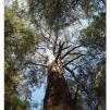 View the image: Otway Fly canopy and forest floor walk