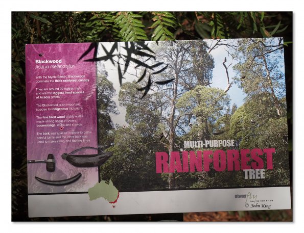 Otway Fly canopy and forest floor walk