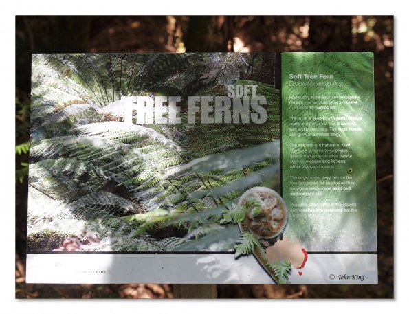 Otway Fly canopy and forest floor walk