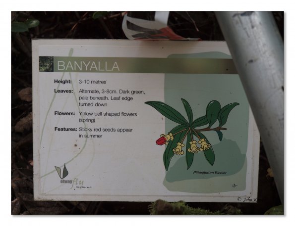 Otway Fly canopy and forest floor walk