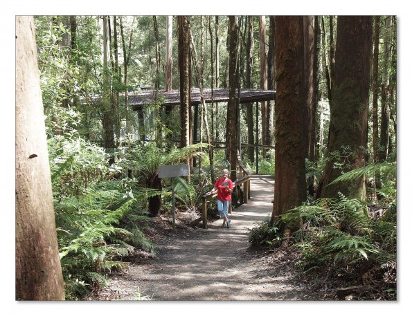 Otway Fly canopy and forest floor walk