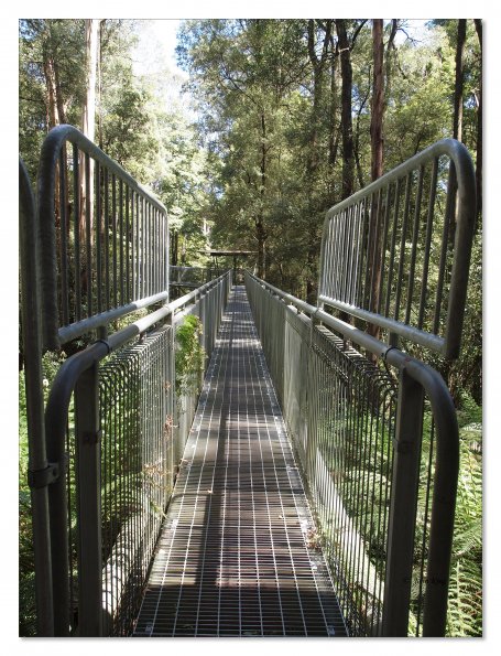 Otway Fly canopy and forest floor walk