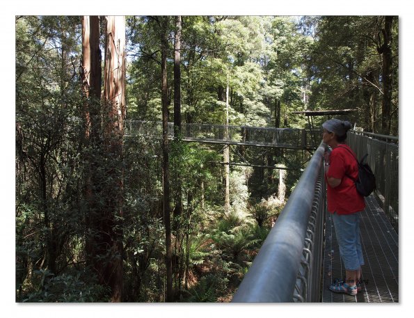 Otway Fly canopy and forest floor walk