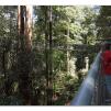 View the image: Otway Fly canopy and forest floor walk