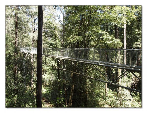 Otway Fly canopy and forest floor walk