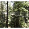 View the image: Otway Fly canopy and forest floor walk