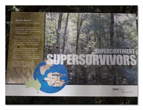 Otway Fly canopy and forest floor walk