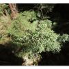 View the image: Otway Fly canopy and forest floor walk